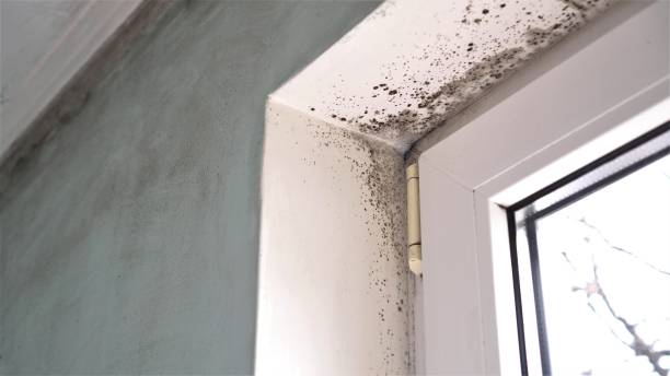 Asbestos and Lead Testing During Mold Inspection in Fairbury, NE