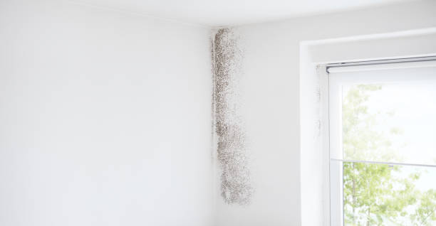 Best Dehumidification Services  in Fairbury, NE