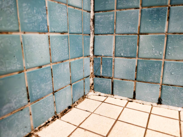 Professional Mold Removal in Fairbury, NE