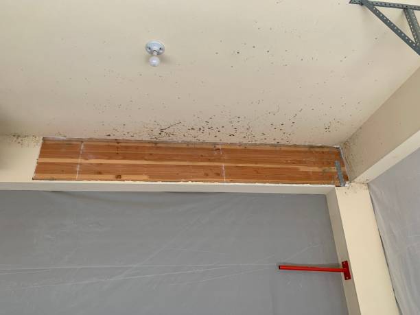 Best Attic Mold Removal  in Fairbury, NE