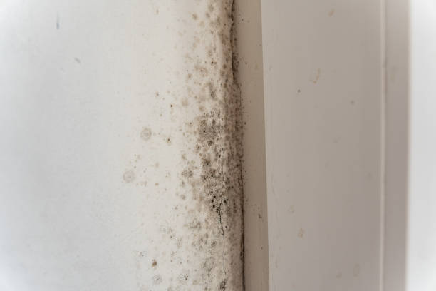 Best Mold Remediation for Healthcare Facilities  in Fairbury, NE