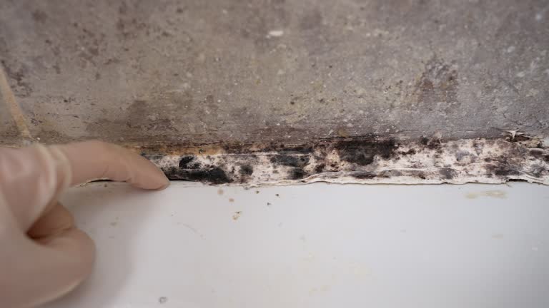 Best Air Quality Testing for Mold Spores  in Fairbury, NE